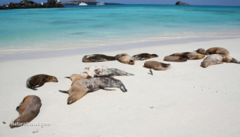 dead-sea-lions.jpg