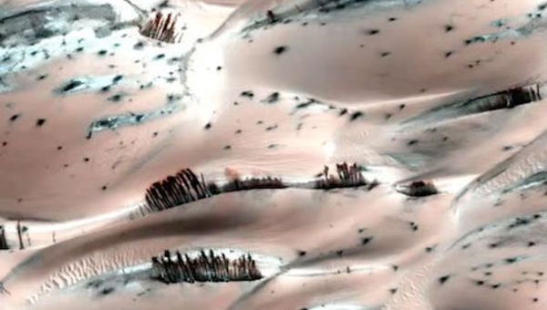 Mars_trees.jpg