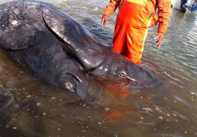 Two-headedwhale2.jpg