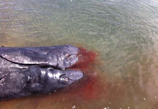 Twoheadedwhale1.jpg