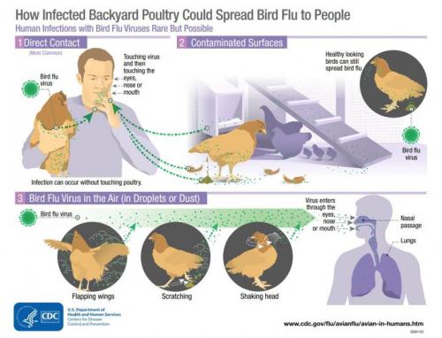 bird_flu_infection_0.jpg