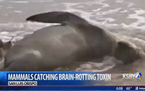 brain_rotting_toxin.jpg