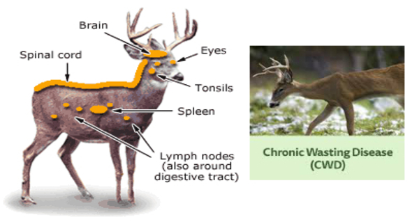 cwd.jpg
