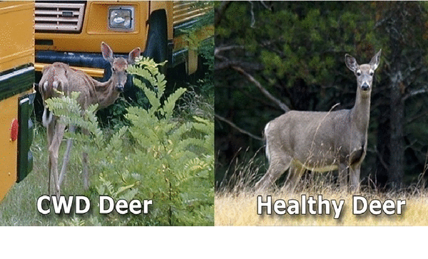 cwd_deer.gif
