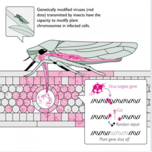 darpa_bug.png