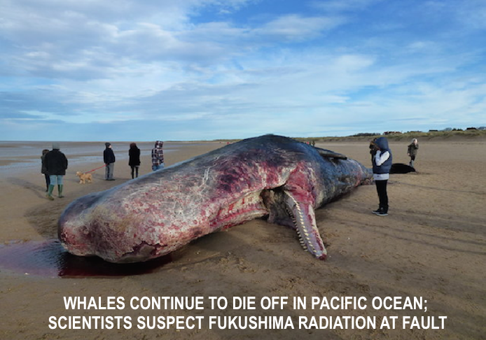dead-whale-fukushima.png