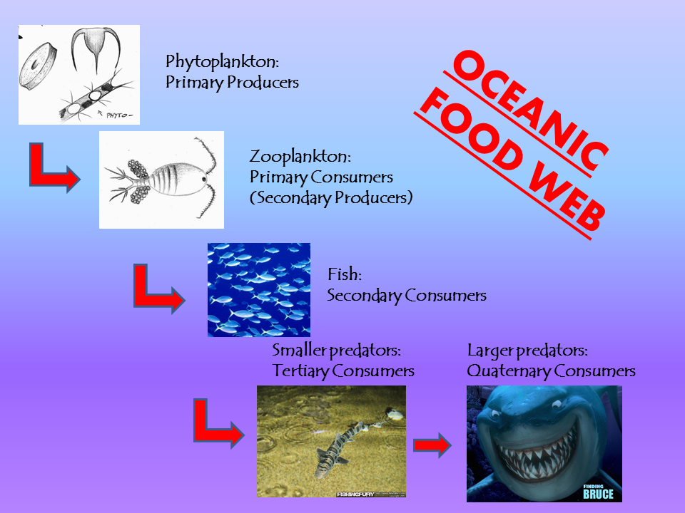 food_web.png