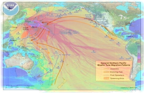 fukushima_tuna_migration_patterns.jpg