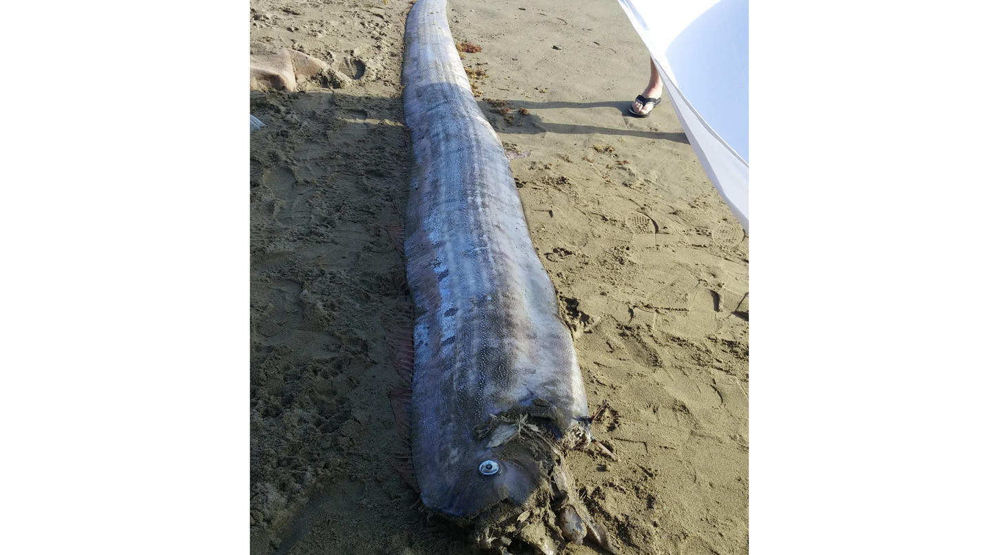 la-me-ln-dead-oarfish-photo-20150818.jpeg