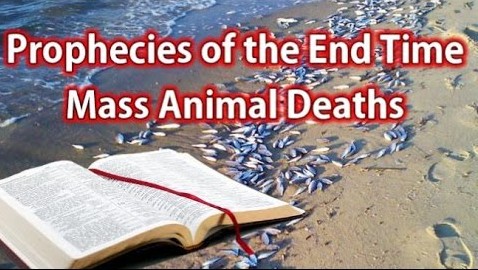 massanimaldeaths2015.jpg
