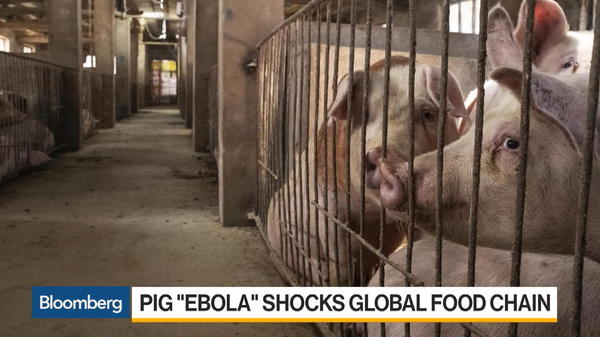 pig_ebola.jpg
