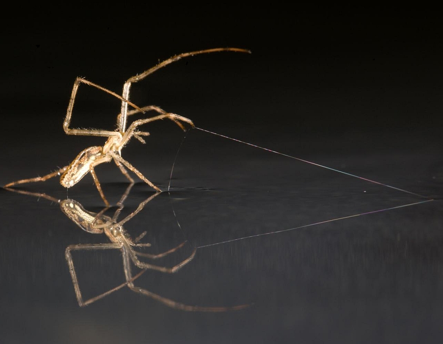 spider-and-web.jpg