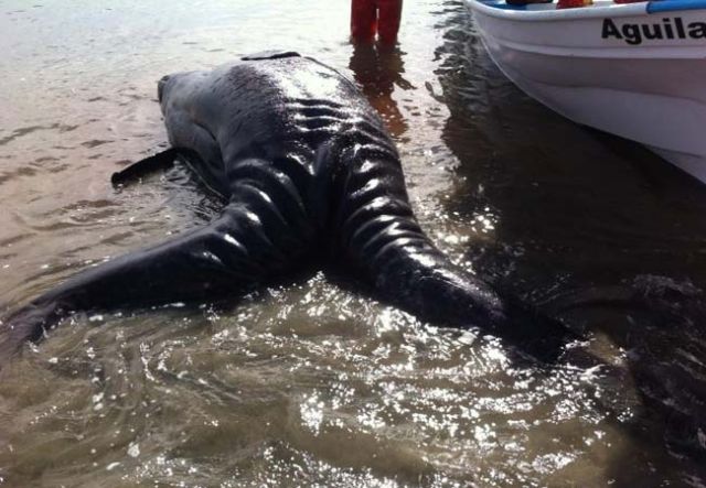twoheadedwhale3.jpg