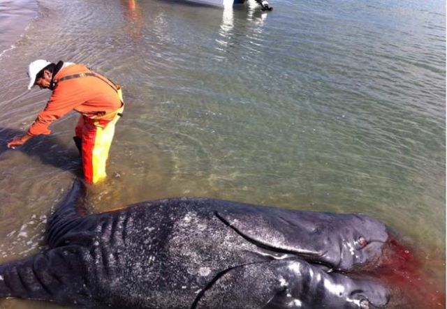 twoheadedwhale4.jpg
